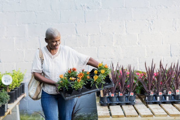 Senior African-American woman shopping in garden center A senior African-American woman in her 60s shopping in a garden center or plant nursery. She is carrying a tray of flowers to plant in her garden. plant nursery photos stock pictures, royalty-free photos & images