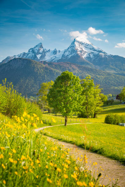 Idyllic Mountain Scenery In The Alps With Blooming Meadows In