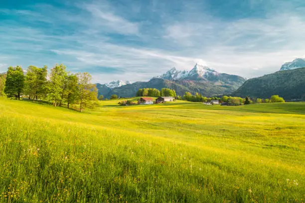 Beautiful view of idyllic alpine mountain scenery with blooming meadows and snowcapped mountain peaks on a beautiful sunny day with blue sky in springtime