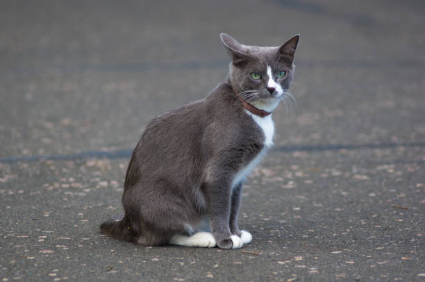 istock cat on the path of the city Park 984476392