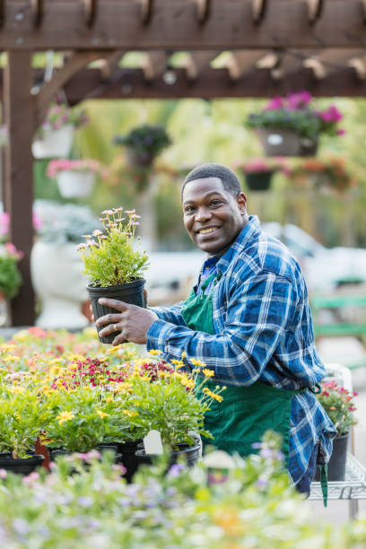 istock Mature African-American man working in plant nursery 984476720