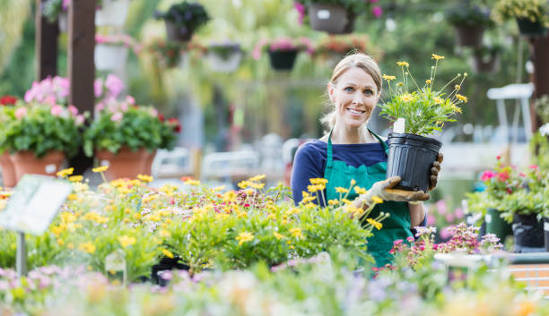 istock Mature woman working in plant nursery 984477286