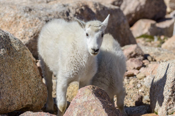 istock Mountain Goats in the Colorado Rocky Mountains 984477422