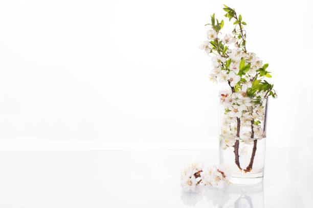 beautiful cherry blossom in vase isolated on white background with copy space