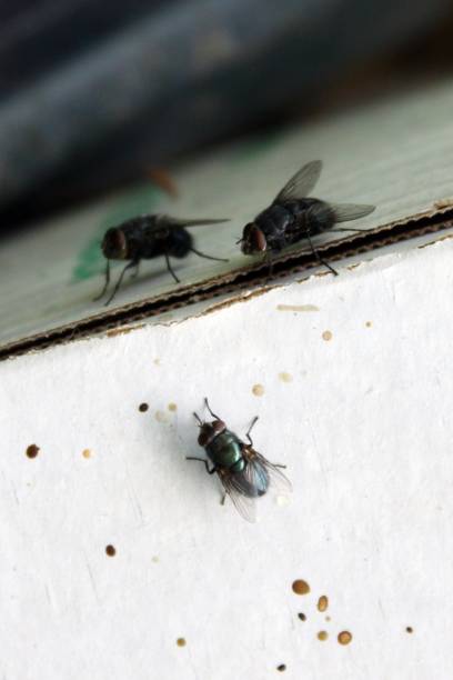 Flies on a White Cardboard Box A close up image of flies and fly spots on a white cardboard box. Shit Fly stock pictures, royalty-free photos & images