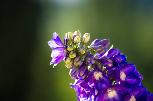 istock a bouquet of bright spring flowers of various types 984486782