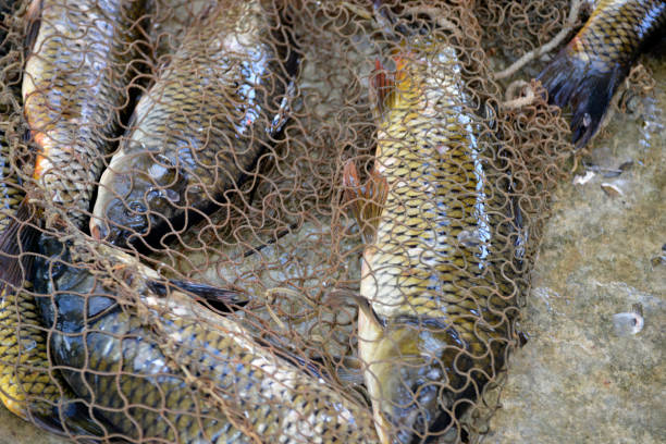 Fishing net on the dock full with Carps (cyprinus carpio)