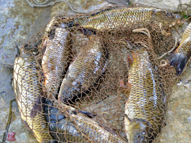 istock Fishing net on the dock full with Carps (cyprinus carpio) 984492356