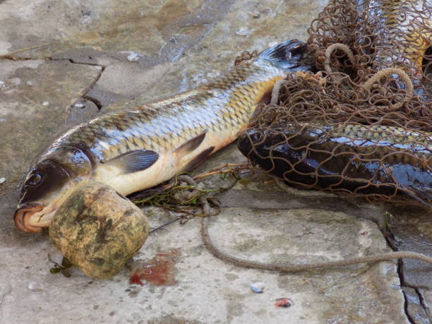 istock One Carp (cyprinus carpio) get out from the fishing net on the dock 984492380
