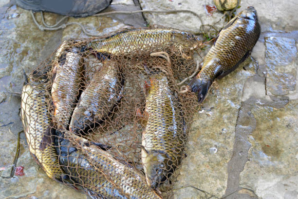 istock Fishing net on the dock full with Carps (cyprinus carpio) 984492418