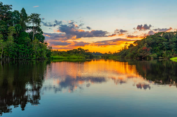 sonnenuntergang im regenwald amazonas-becken - tree climate sky nobody stock-fotos und bilder