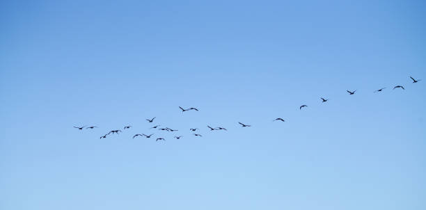 istock Cormorant flying by in blue sky. 984502938