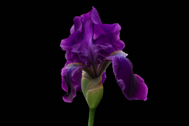 istock Iris with lilac petals during active blossoming on a black background. 984507040