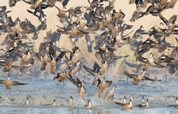 istock Large flock of  australian grey teal flock 984510068