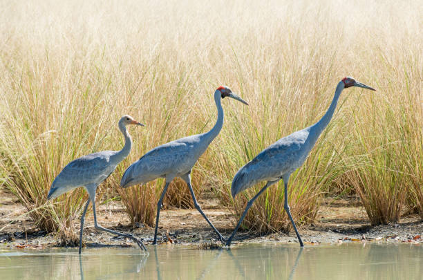 A family of Brolga A family of Brolga on a lagoon in northern Australia. brolga stock pictures, royalty-free photos & images