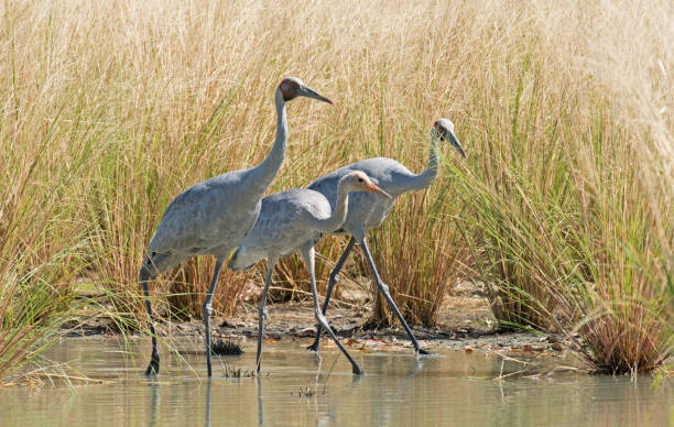 istock A family of Brolga 984515216