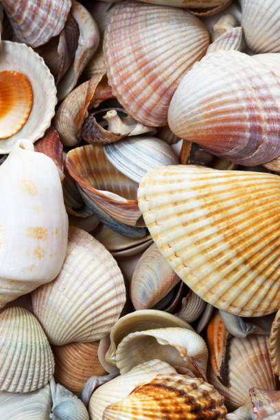 istock Variety of seashells on beach 984519990