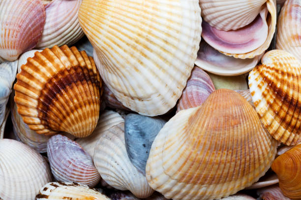 Sea shells texture, natural background