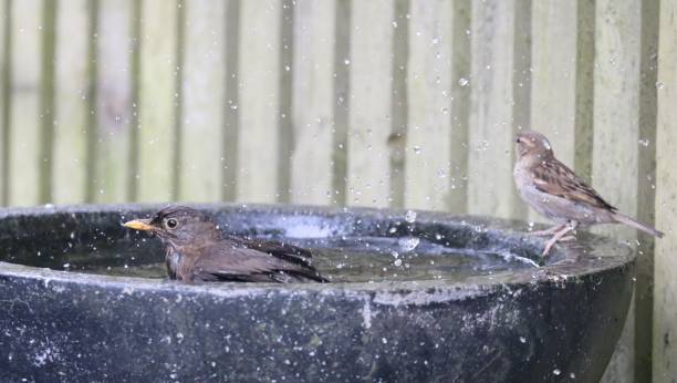 istock Garden birds having a meeting round the birdbath 984534776