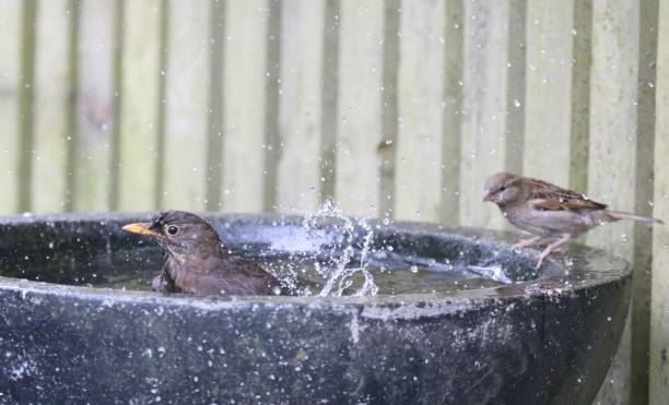 istock Garden birds having a meeting round the birdbath 984534906
