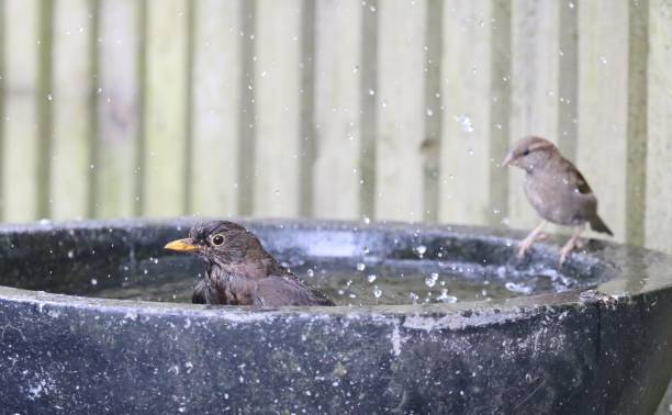 istock Garden birds having a meeting round the birdbath 984534922