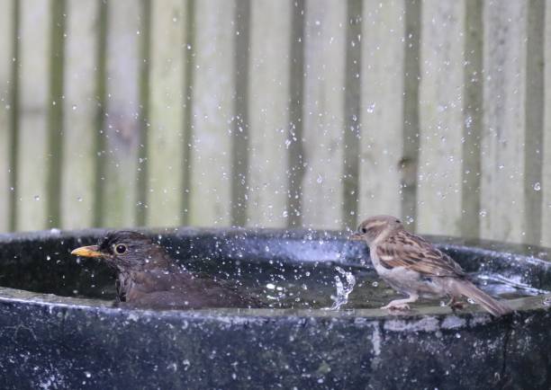 istock Garden birds having a meeting round the birdbath 984539874