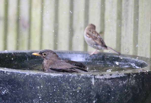 istock Garden birds having a meeting round the birdbath 984539892