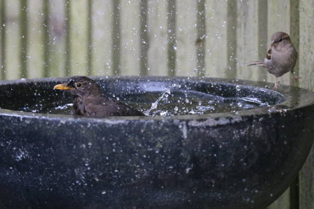 istock Garden birds having a meeting round the birdbath 984541152