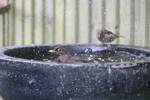 istock Garden birds having a meeting round the birdbath 984541156