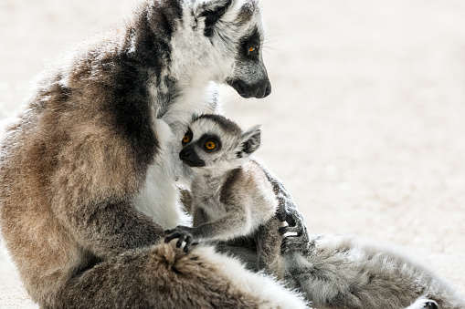 A mother and baby Ring-tailed Lemur (Lemur catta), shot in wildlife in Anja Reservat, Madagascar. This lemur, mostly called CATTA is a large strepsirrhine primate and the most recognized lemur due to its long, black and white ringed tail. As all lemurs it is endemic to the island of Madagascar, Africa. 