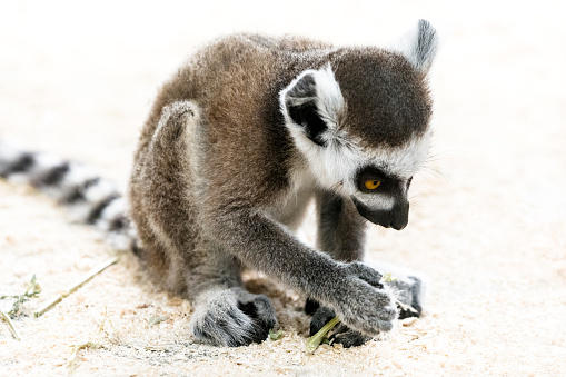 Ring-tailed lemur baby. Portrait of lemur baby sitting on the ground and plying with a straw.