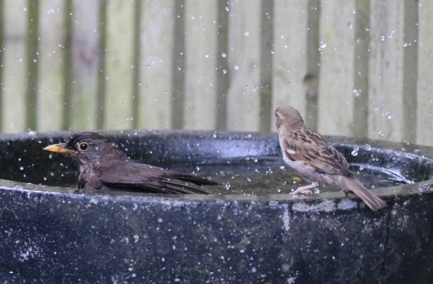 istock Garden birds having a meeting round the birdbath 984541326