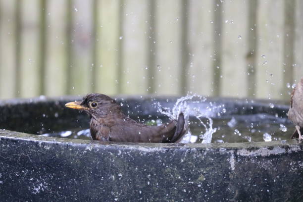 istock Garden birds having a meeting round the birdbath 984541356