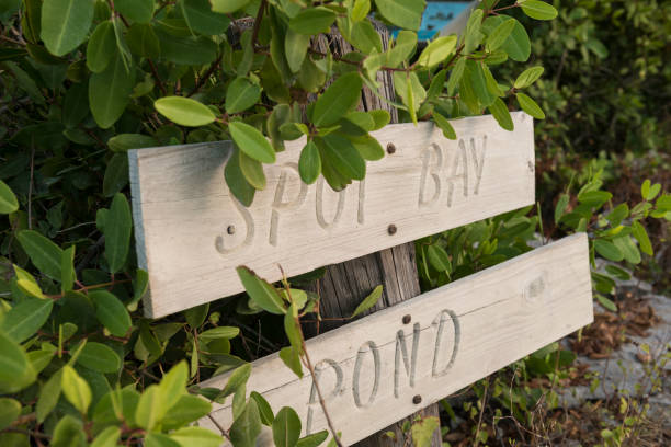 istock Spot Bay Pond, Little Cayman - Cayman Islands 984542644