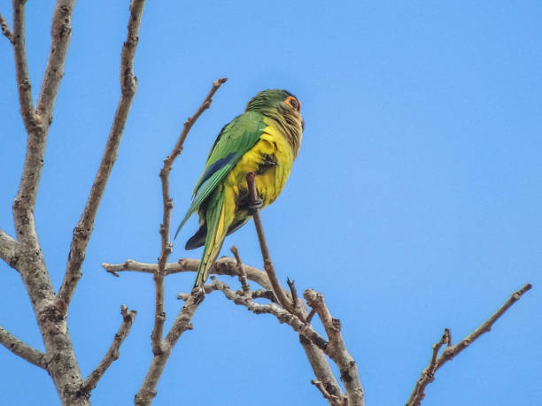 istock Jandaia-coquinho on a tree branch 984547668