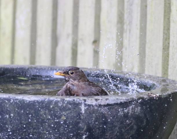 istock Garden birds having a meeting round the birdbath 984547974