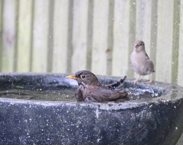 istock Garden birds having a meeting round the birdbath 984548056