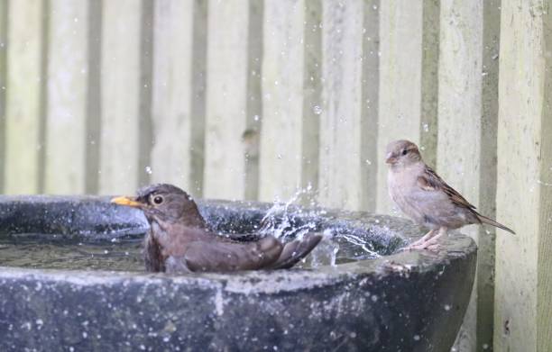 istock Garden birds having a meeting round the birdbath 984548076