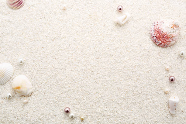 cornice estiva di conchiglie e perle su sabbia bianca da spiaggia. - seashell shell sand copy space foto e immagini stock