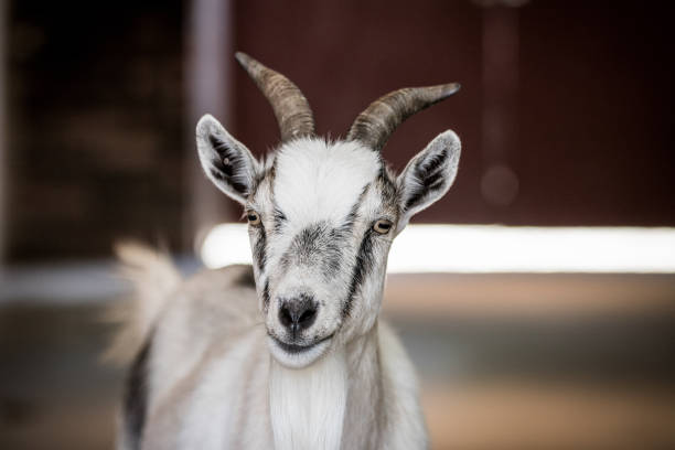 istock Henry Doorly Zoo - July 2017 984555520