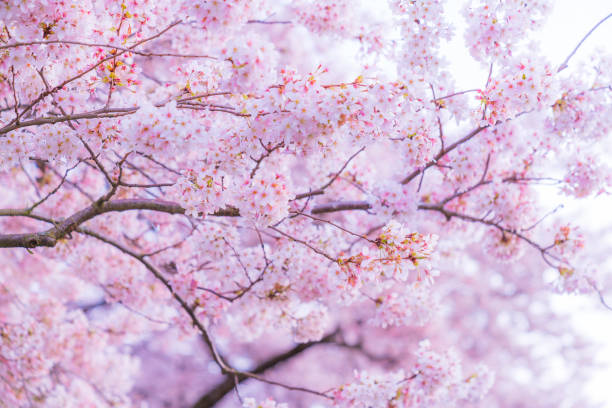 istock beautiful cherry blossom in spring season. 984562282