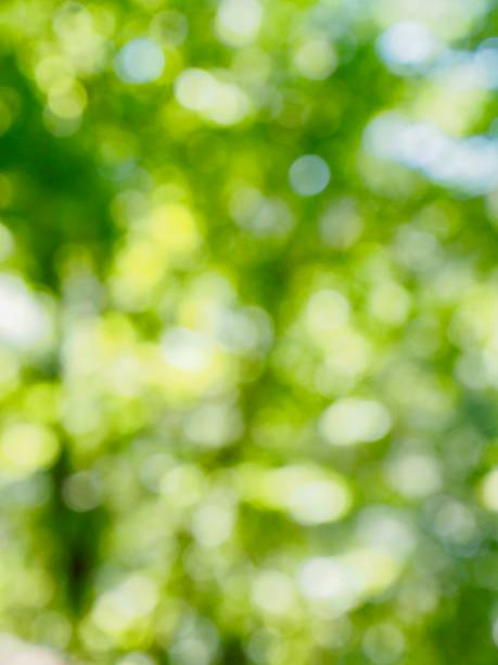 istock Leaf bokeh in the forest, missed focus 984563926