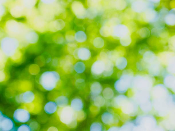 istock Leaf bokeh in the forest, missed focus 984563938