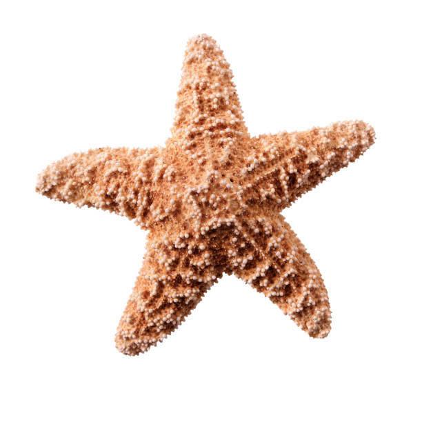 istock Small starfish seastar isolated on white background 984568370