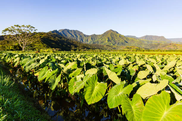 Kauai The serene beauty of Kauai north shore stock pictures, royalty-free photos & images