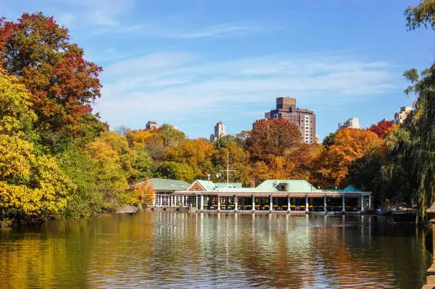 Autumn leaves change in NYC's Central Park