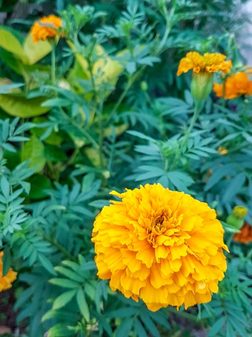 French marigold (Tagetes patula). Closeup photography