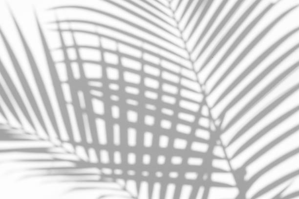 istock abstract background of shadows palm leaves on a white wall. White and Black 984584254