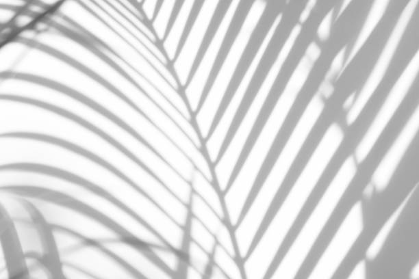 istock abstract background of shadows palm leaves on a white wall. White and Black 984584270