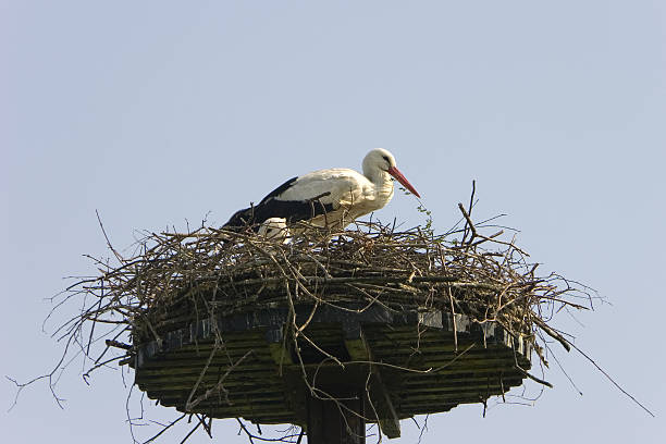 istock Nest of a Stork 98458774
